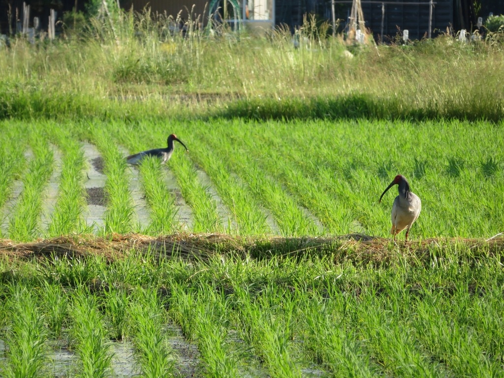 Ибисы редкие, а в полях их работать всё равно заставляют. Что за люди! 