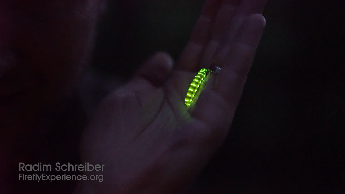 Железнодорожный червь: Хищный светящийся «поезд». Стратегия выживания ...