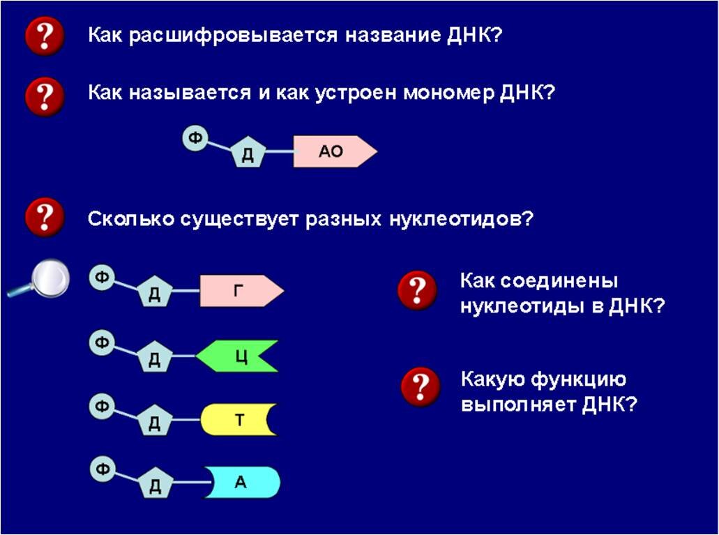 Борцы со смыслом на стороне добра: как работают «лекарства для генов»