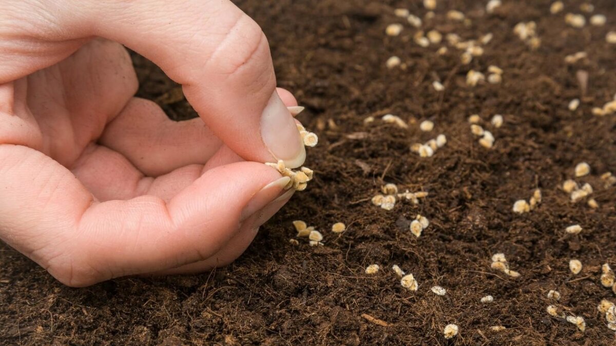 из яндекс картинки