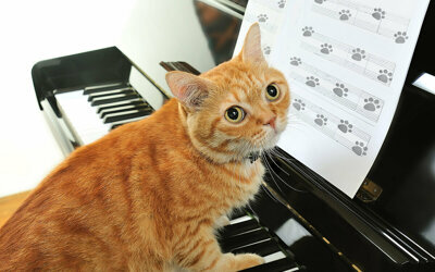 10 ПЕСЕН ПРО КОТОВ И КОШЕК ДЛЯ ДЕТЕЙ