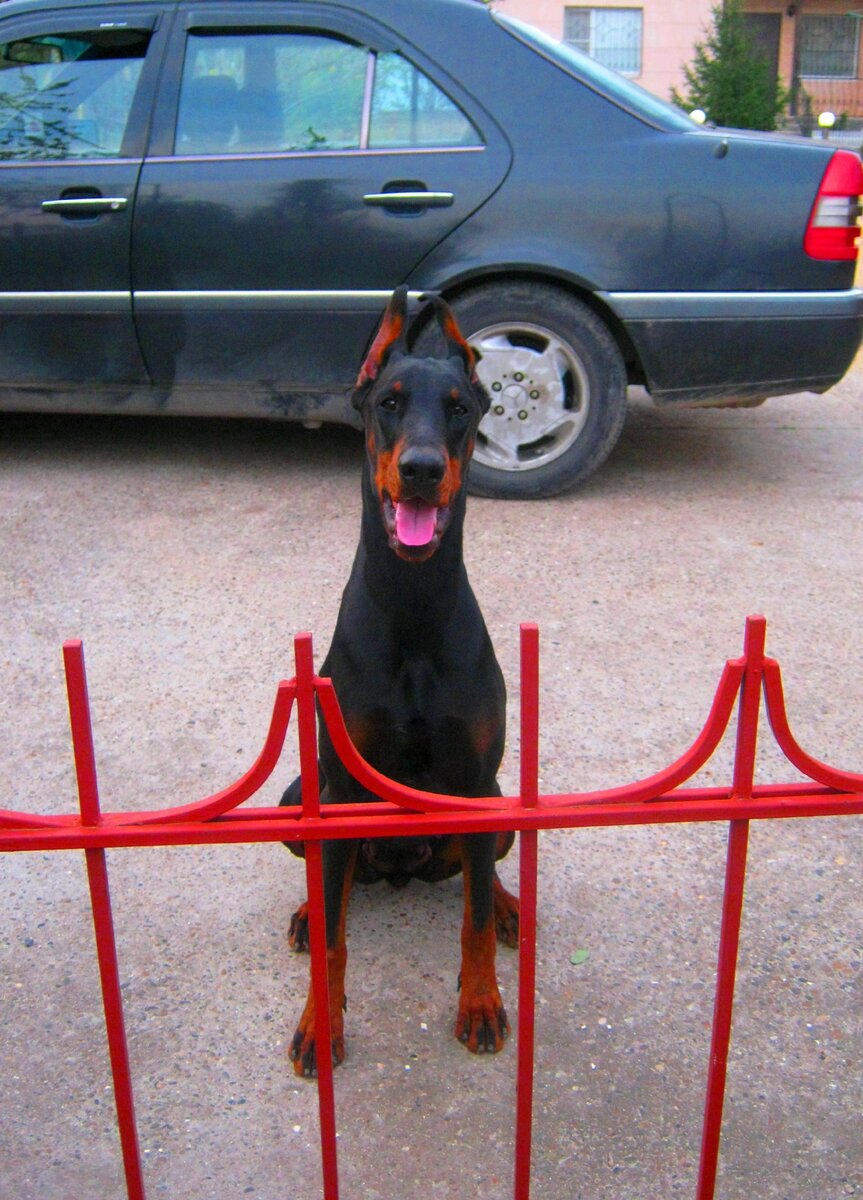 Уже не перепрыгнет...(фото автора)