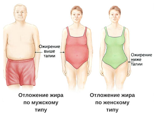 Ожирение женщин и мужчин - Calorizator