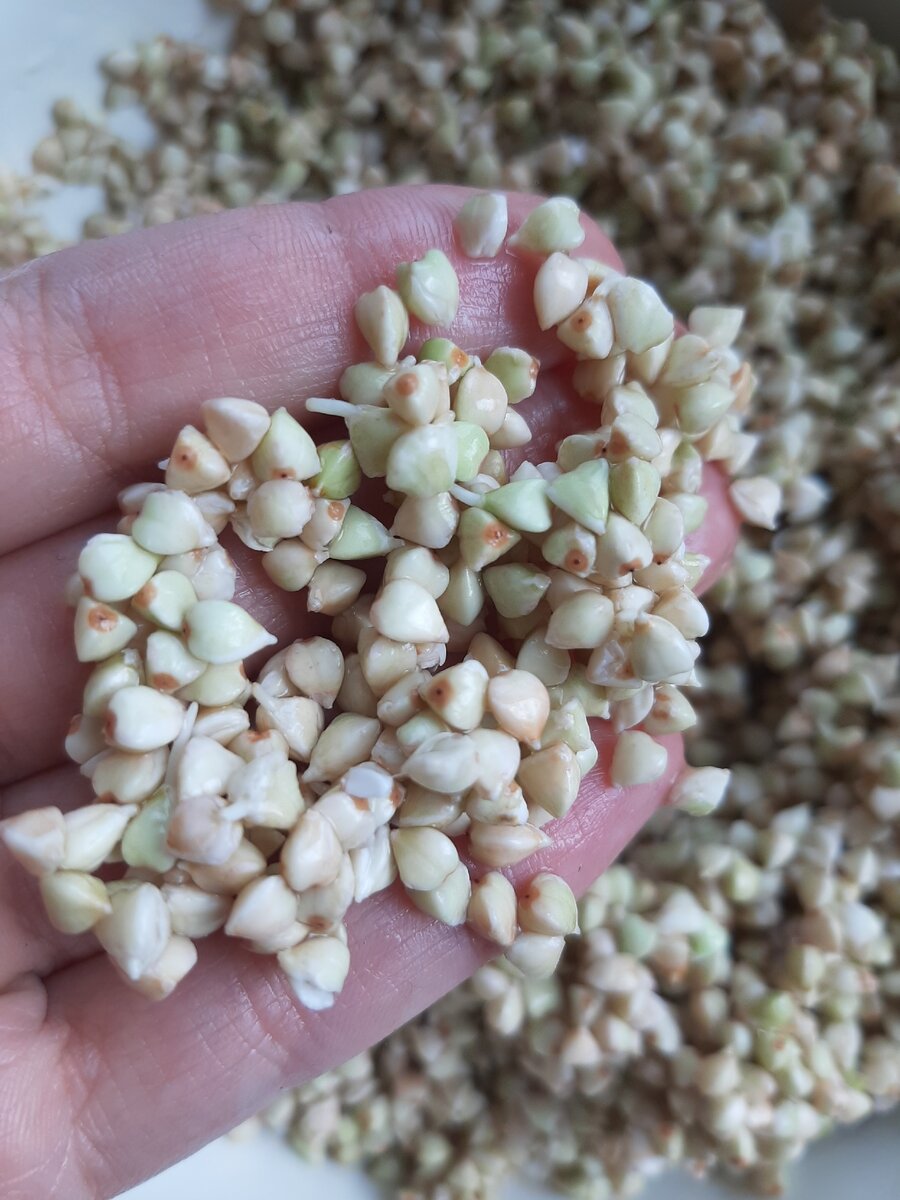 Полезные сладости Buckwheat из пророщенной зеленой гречки купить