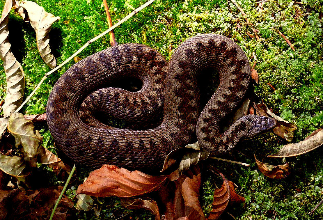 Змеи белоруссии. Гадюка обыкновенная. Обыкновенная гадюка - Vipera berus (Linnaeus, 1758). Гадюка Уральская. Обыкновенная гадюка (Vipera berus).