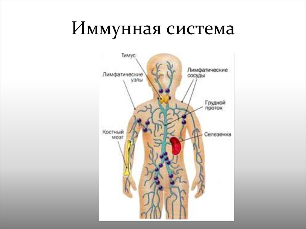 Органы иммунной защиты