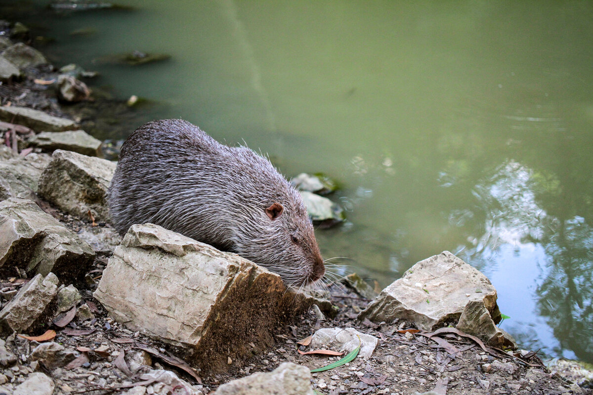 Раз уж начали с улитки, то давайте продолжим тему животных. На фото выше - нутрия. Если кто не знает, - это такой родственник бобров, выдр и тому подобных водяных грызущих и кусающих. Вырастают они довольно-таки здоровыми. Товарищ на фото был около 50 сантиметров  в длину и весил, на вид, где-то 10кг. Но речь не о том. Все дело в ухе. Спорю, вы никогда не видели ухо нутрии.))) А вот оно - милое, пушистое и почти по центру кадра.