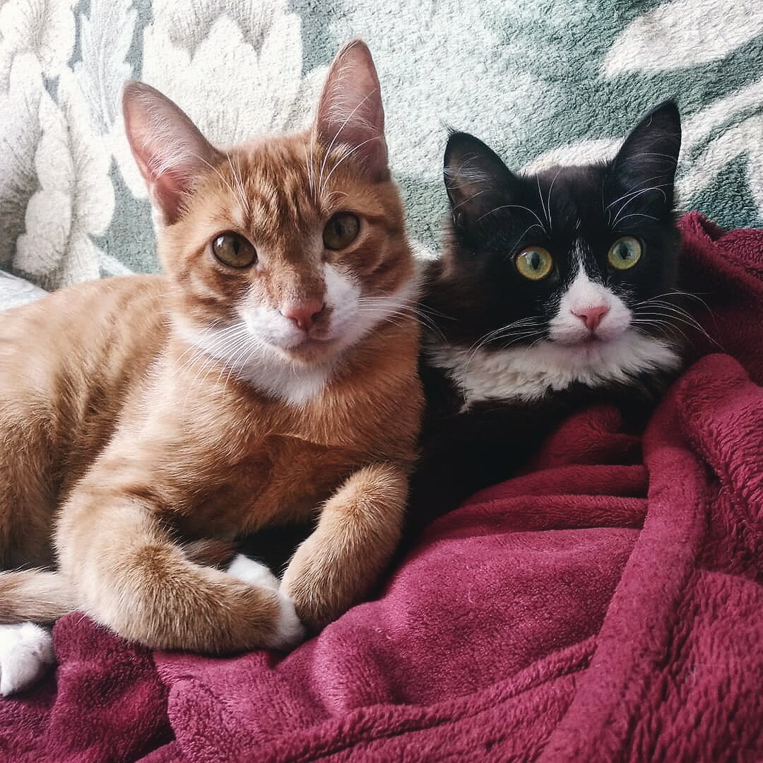 Торт и Ириска.