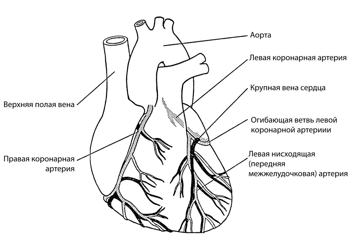 Анатомия и физиология сердца и кровеносных сосудов | Медицинский  интернет-журнал «PRO Здоровье» | Дзен