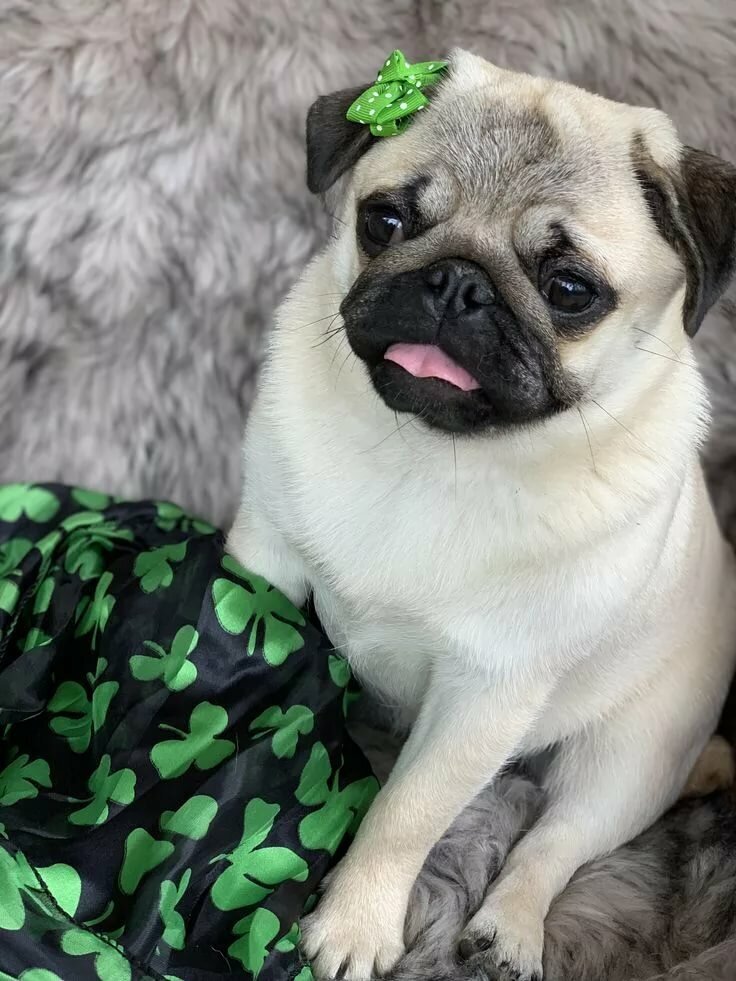 Источник:yandex.ru