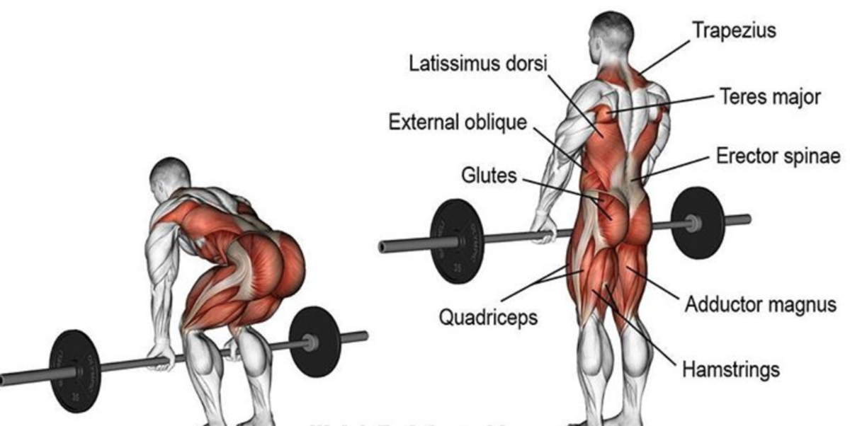 Какие мышцы качаются при беге. Мышцы задействованные при беге. Беговая дорожка мышцы. Мышцы при беге на дорожке. Какие мышцы качаются при ходьбе на беговой дорожке.