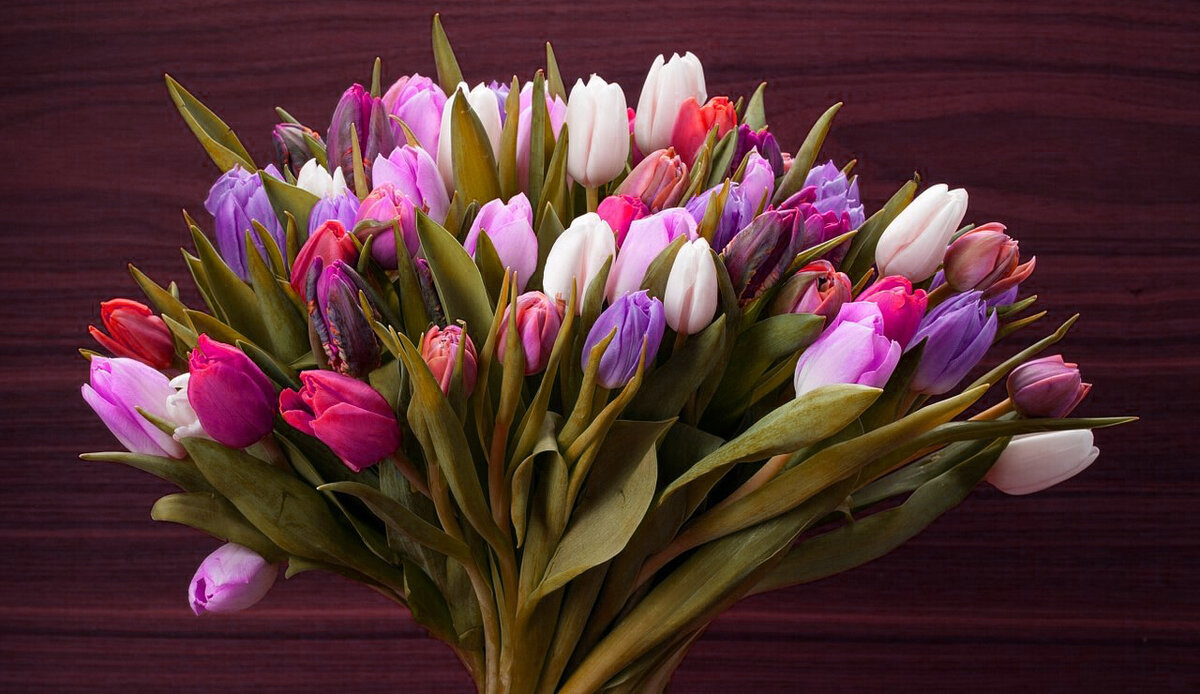 Тюльпаны оптом и в розницу. Выставка тюльпанов. Тюльпаны lifestyle. Весенний букет тюльпанов. Как выбрать тюльпаны.