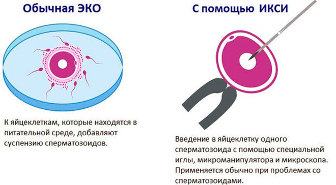 наглядная разница между медогами (картинка с сайта https://budumamoi.com)