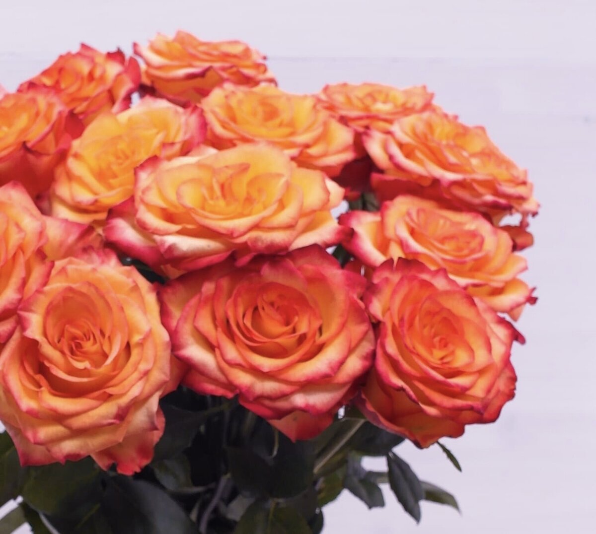 Так эта же роза будет выглядеть уже спустя сутки. И так же простоит до трех недель.