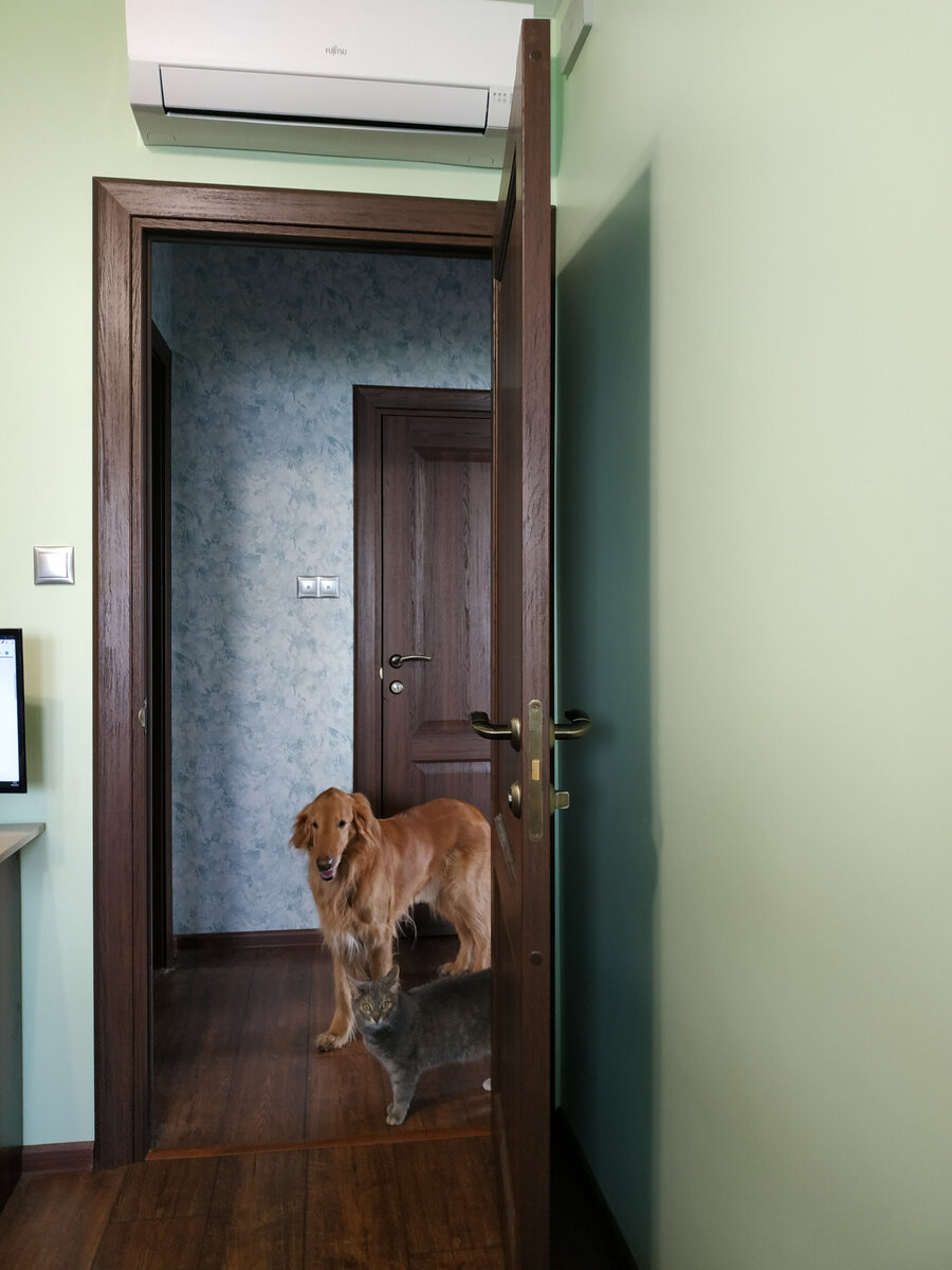 Вот такая лохматая банда - палевый прямошерстный ретривер и дворянка - подобрашка