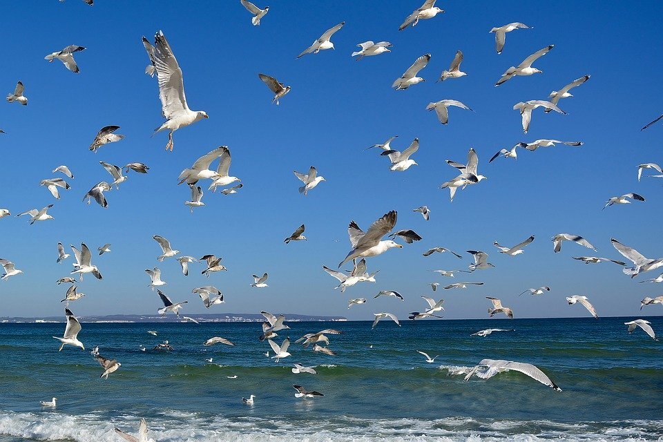 фото https://cdn.pixabay.com/photo/2020/03/05/04/37/nature-4903412_960_720.jpg