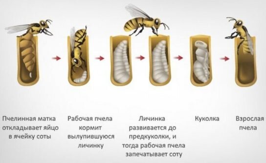 Почему у пчёл из неоплодотворённых яиц появляются самцы?