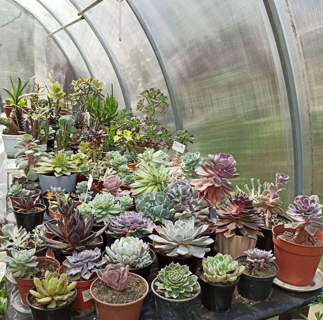 Мои суккуленты