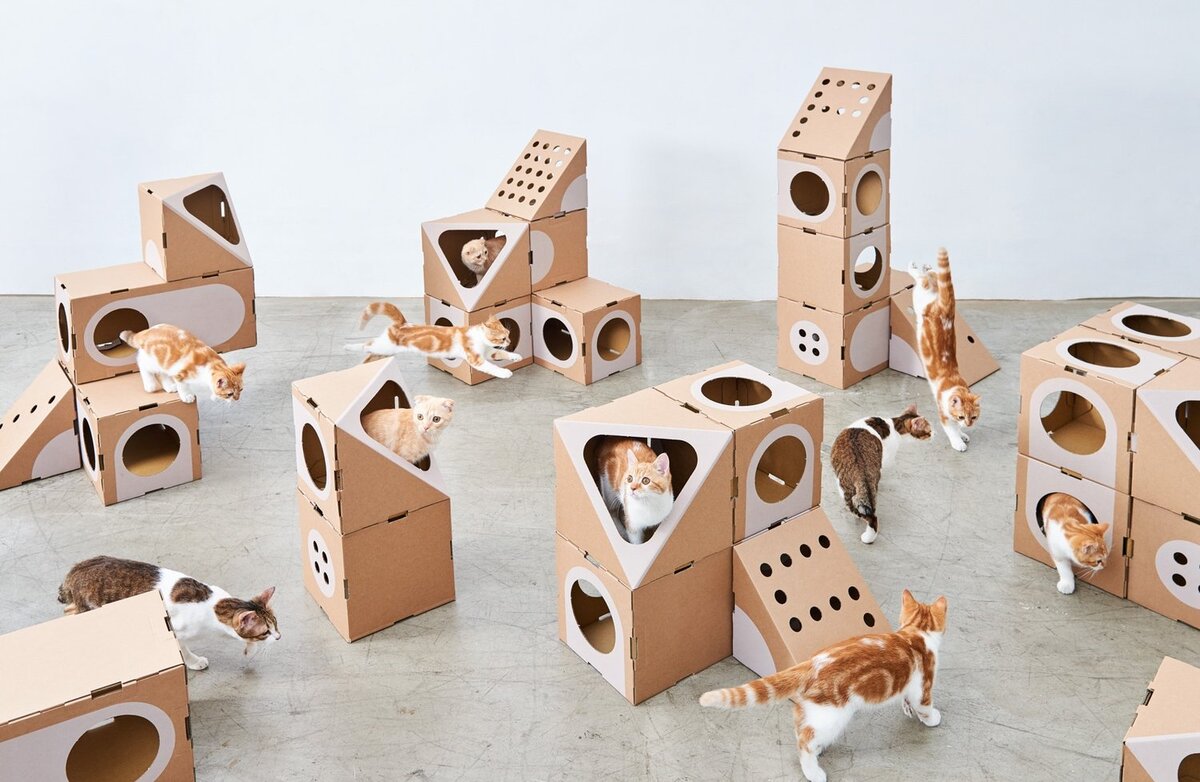 A_CAT_THING_02_StudioW-034.jpg