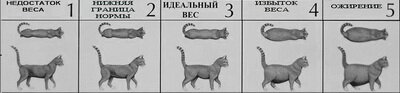 Наглядно про вес (картинка из Интернета)