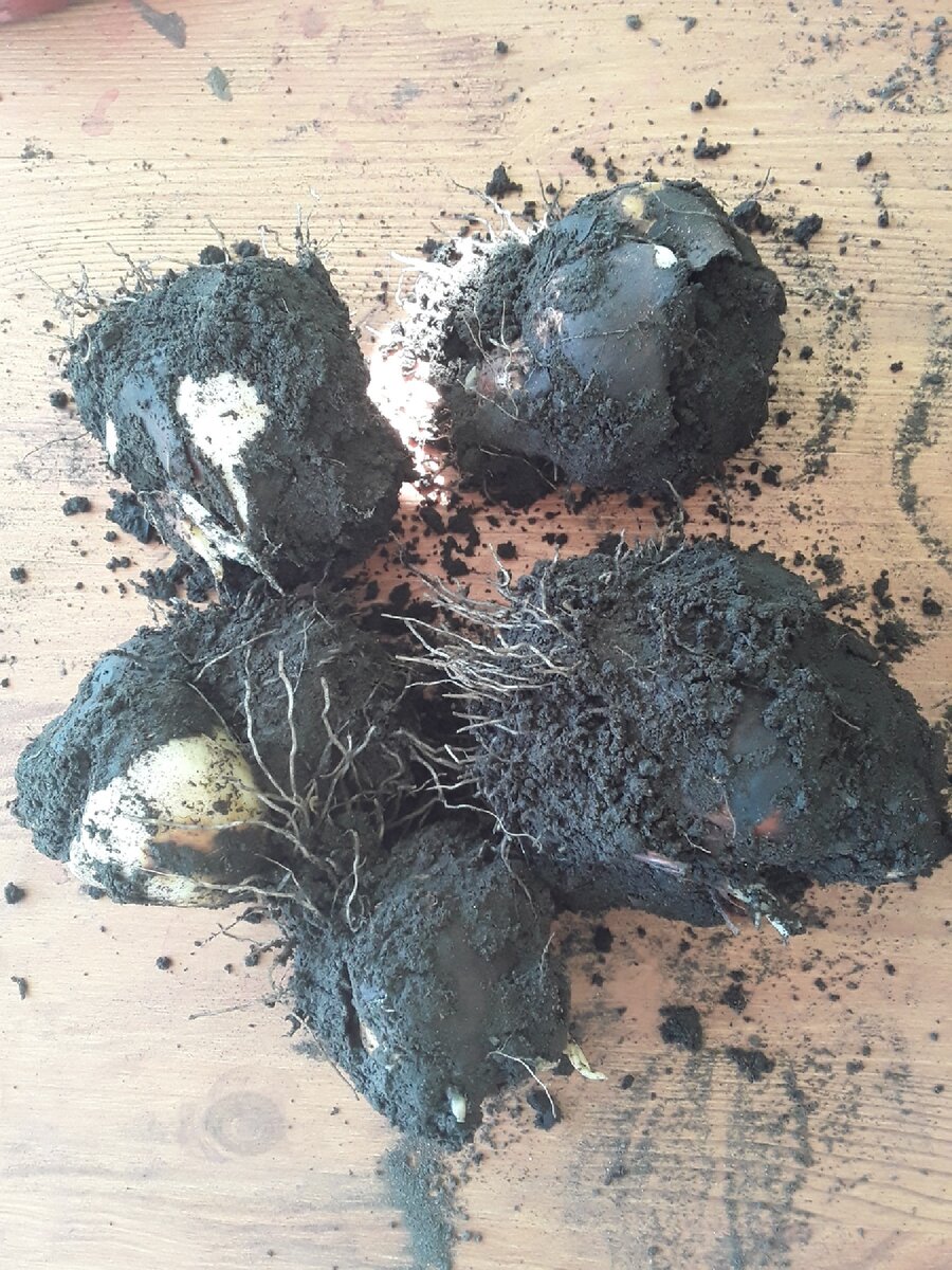 Лучше всех дали урожай тюльпаны Дарвина и Триумф