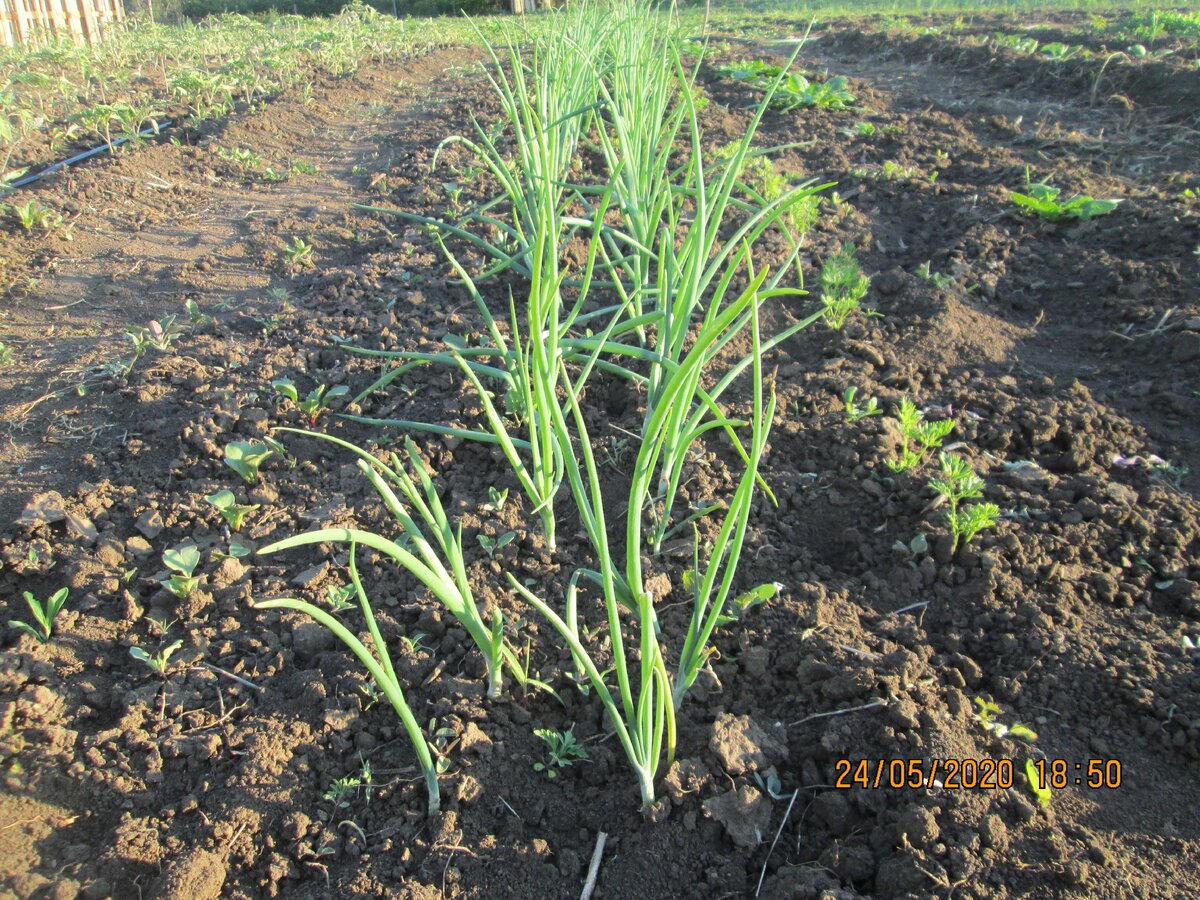 Фото автора - фото моего красавчика в этом году ;-)