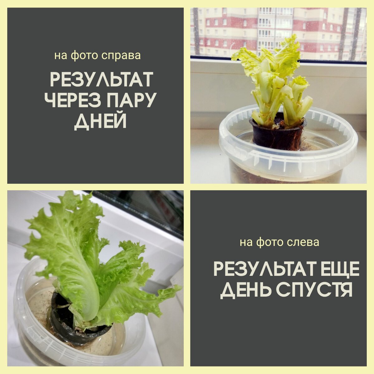 Листья салата