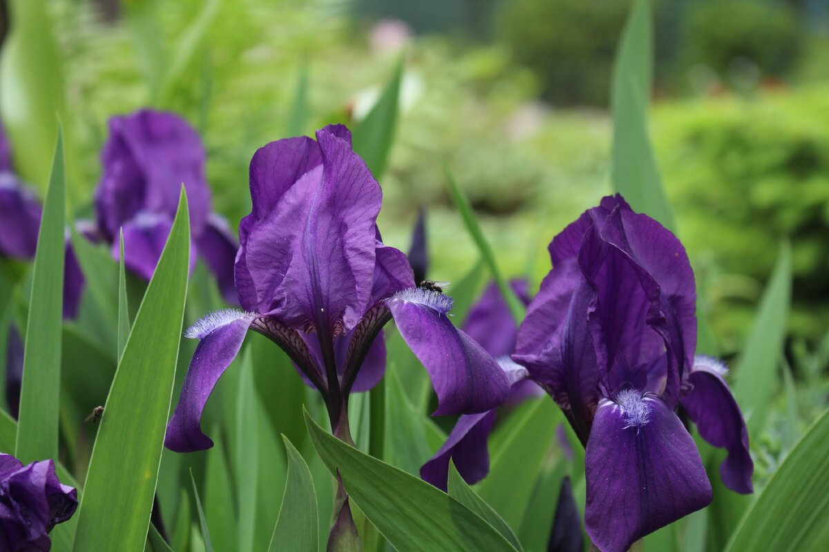 Ирисы в моем саду 11 июня