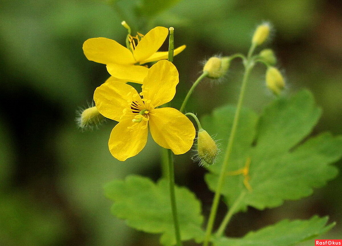 Яндекс Картинки