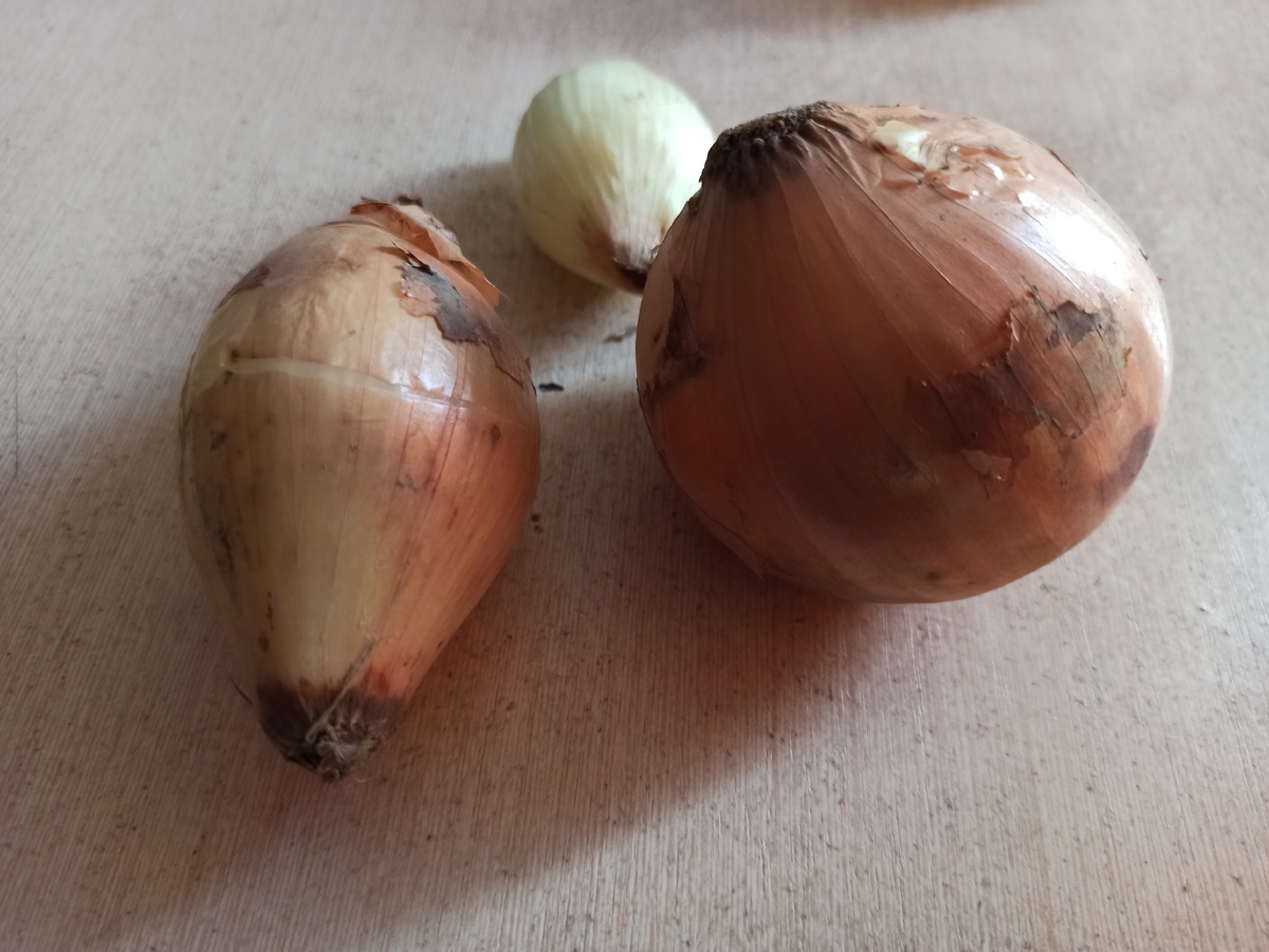 Лучок репчатый