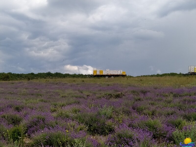 Тургеневка Долина роз Крым