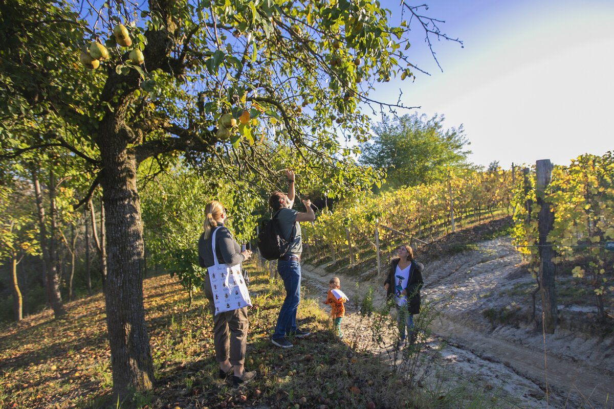 Гости тура собирают груши.