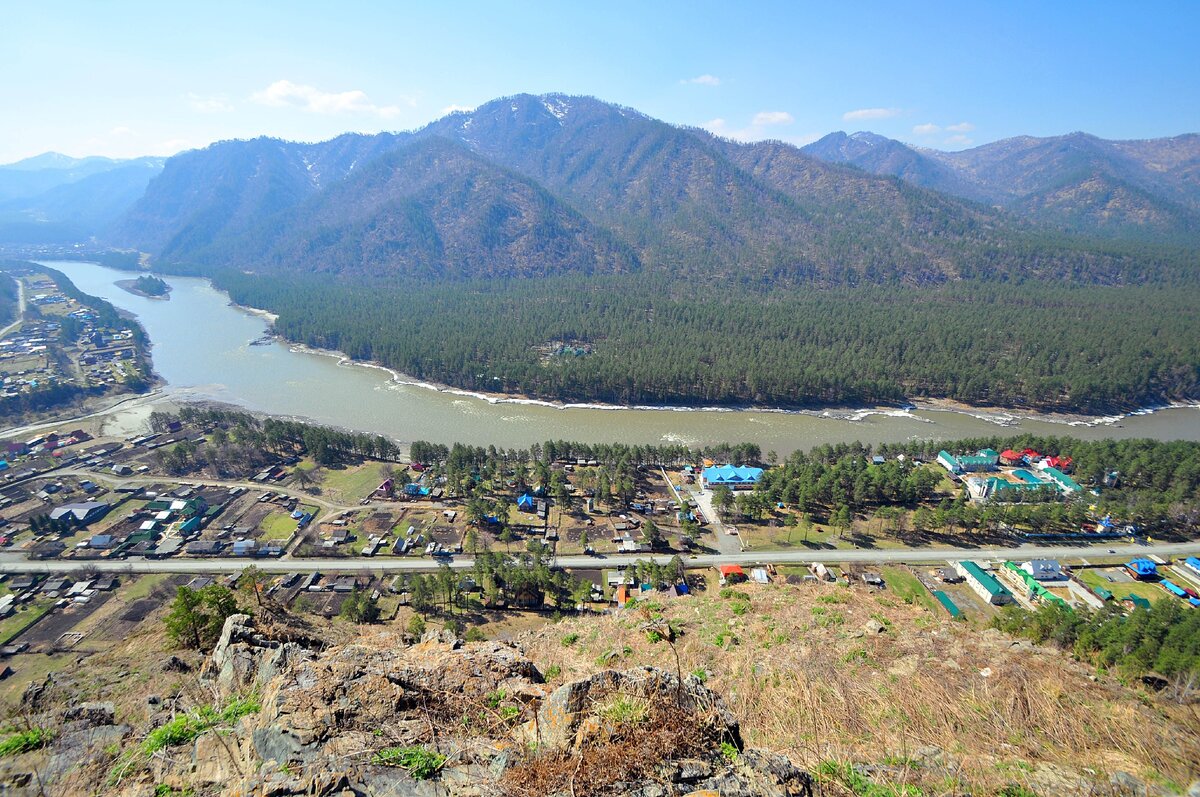 Узнезя горный алтай фото