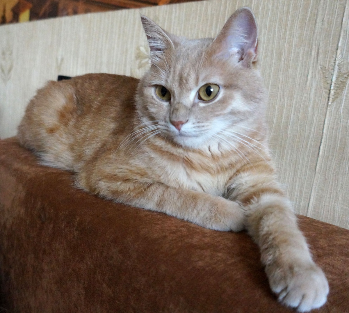 А вообще он милый воспитанный котик)