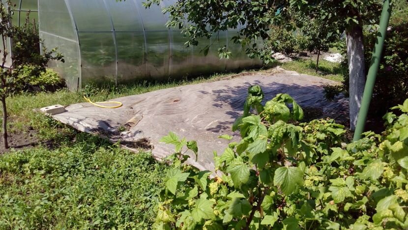 Пленку застилаю на участки, поросшие сорняками. Фото автора