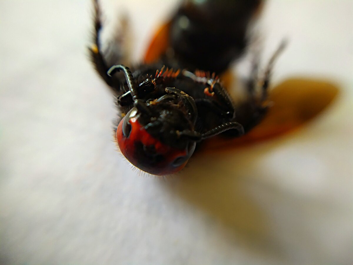 Спецвыпуск Макросъемка насекомых на смартфон: сделал фото осы Сколии крупным  планом. | Заметки натуралиста-садовода | Дзен