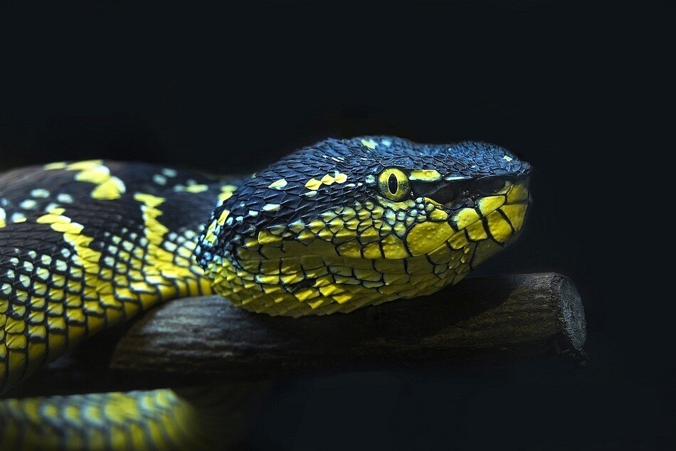 Храмовая гадюка