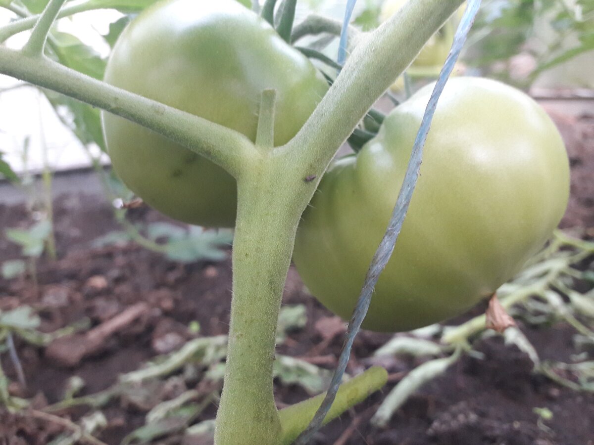 Томаты в пленочной теплице.