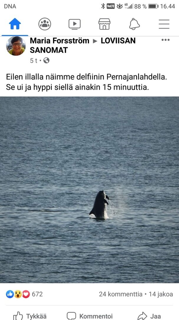 Дельфины сначала были замечены у финского города Ловисса