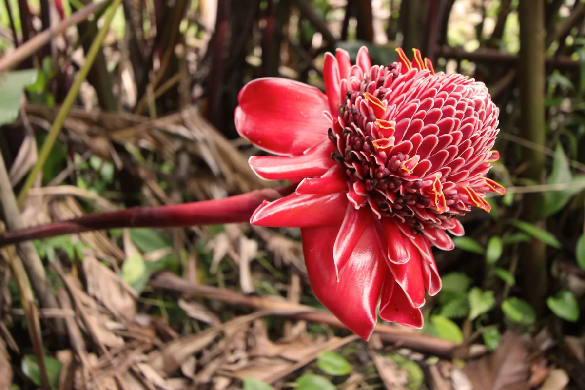 Etlingera hemisphaerica