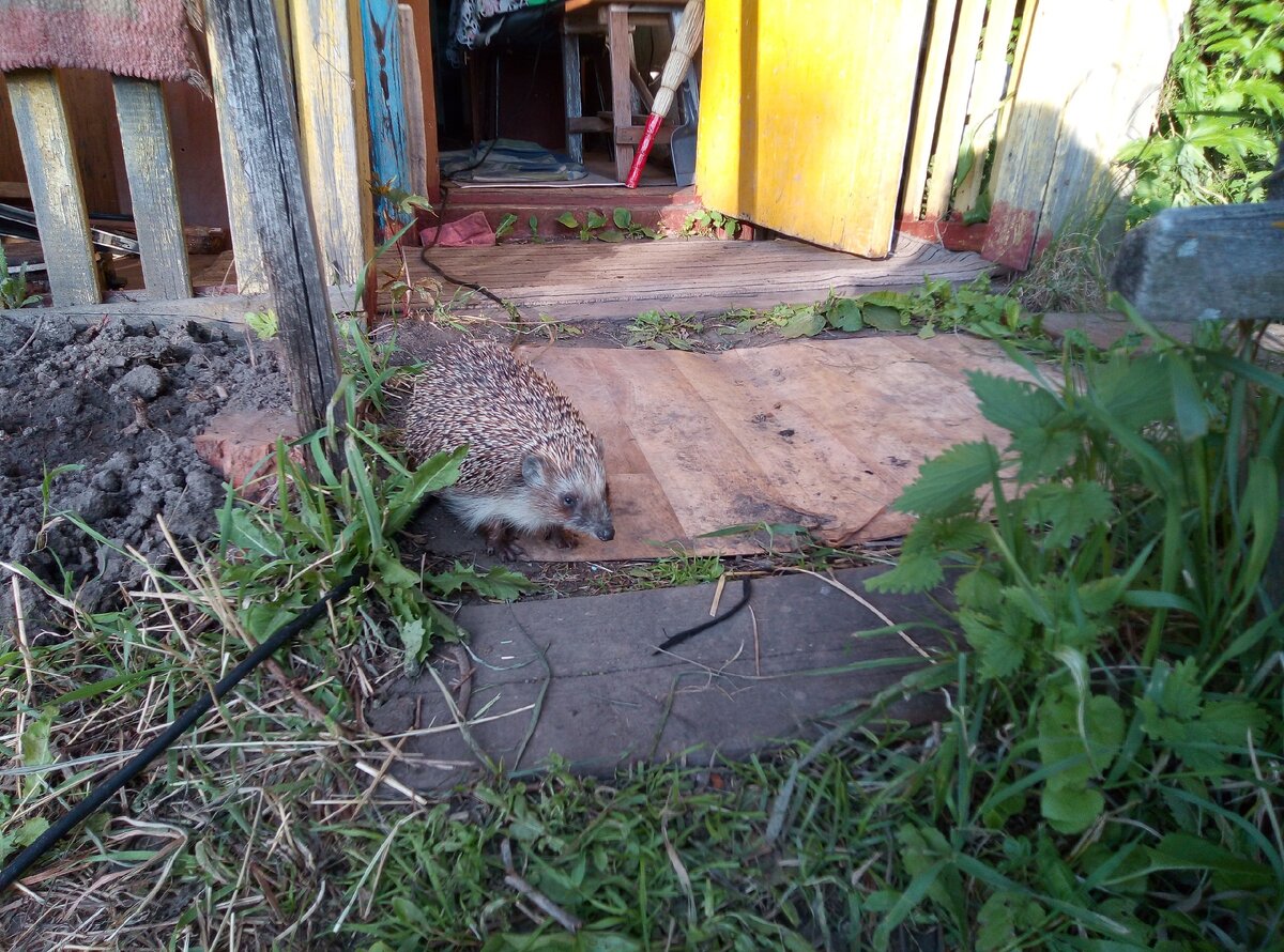 Ежик пришел ко мне на дачу