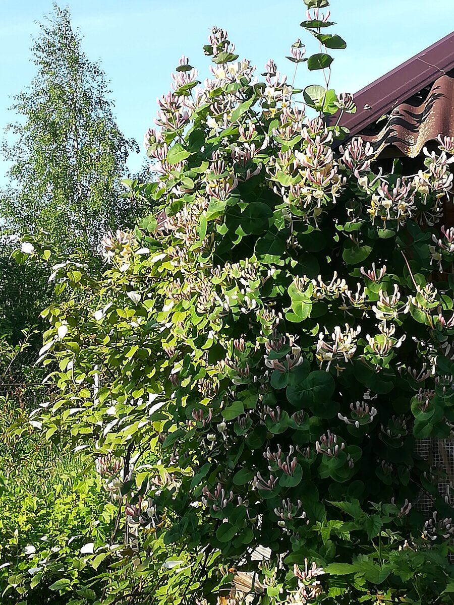 Жимолость каприфоль в ландшафтном дизайне