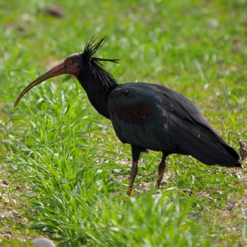 Birds Sound Gallery With Their Names - Паттерн блоков - WordPress.org Русский