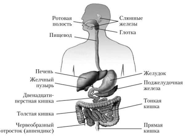 Источник фото: https://studme.org