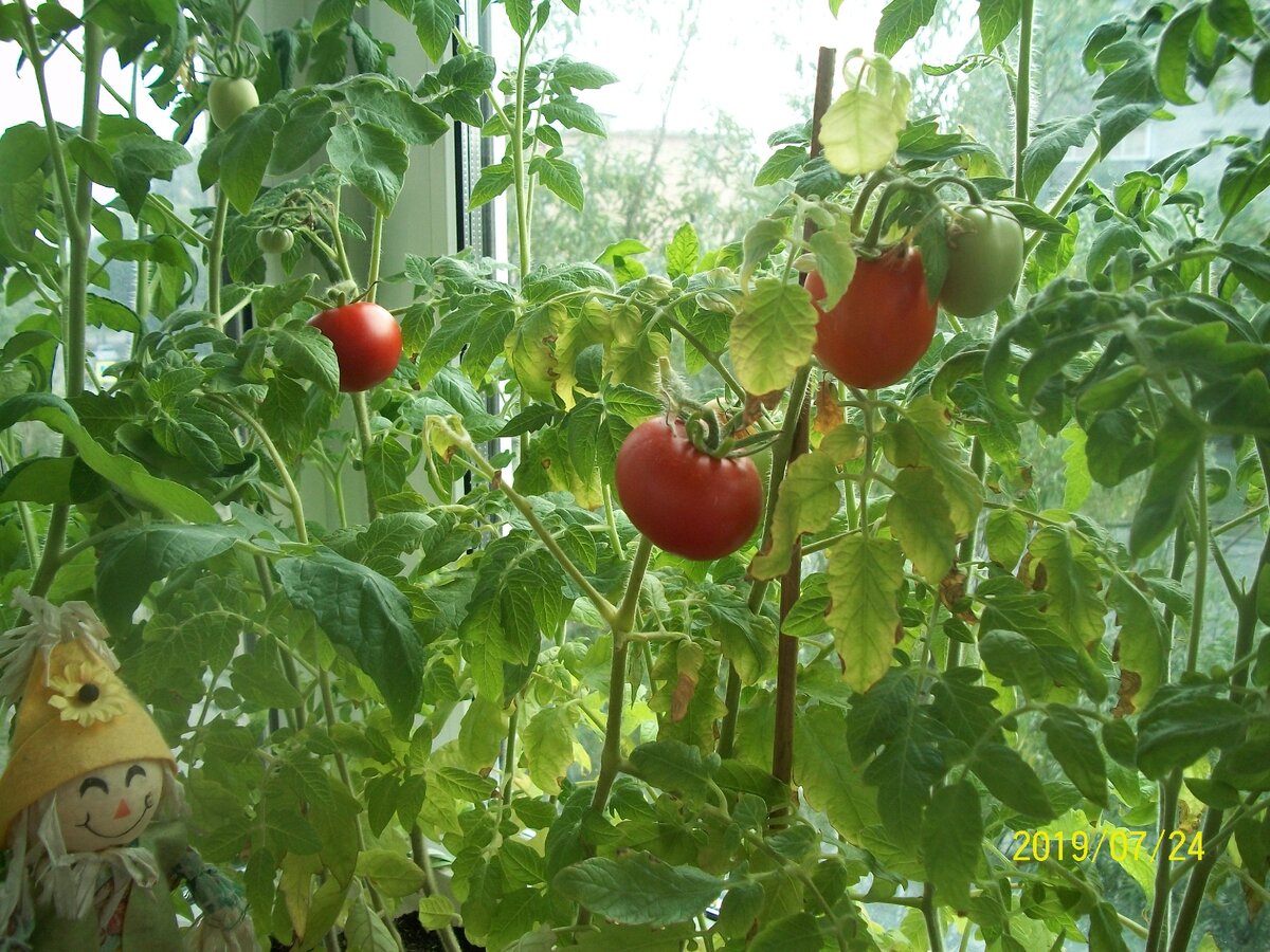 урожай прошлого года