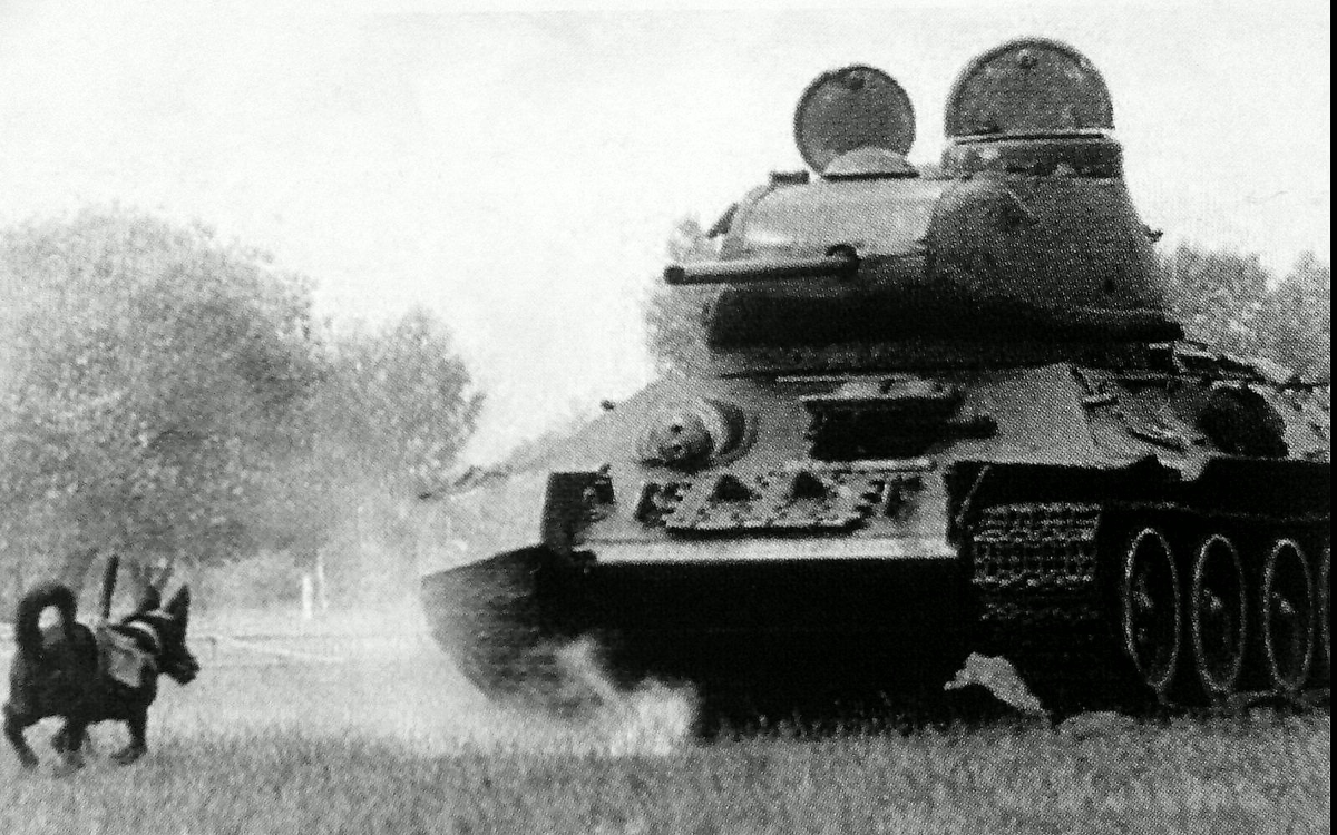 Противотанковая собака. Взято из источника яндекс-картинки.