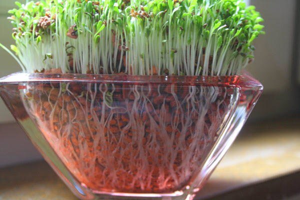 Выращивание кресс-салата: семена в открытом грунте и на подоконнике, лучшие сорта для посадки