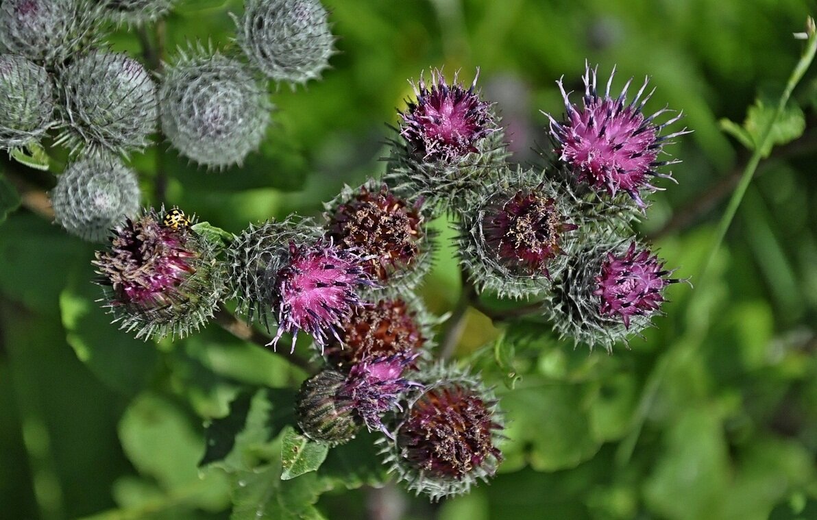 Burdock (Arctium minus) Herb diy, Different plants, Plants