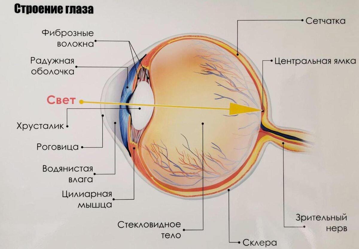 Элементы строение глаза