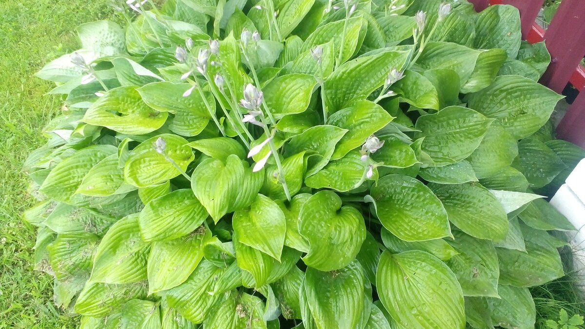 На хостах слизней тоже нет. Фото автора 